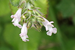 Wild Sage (Salvia aurita)
