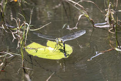 Anax tristis