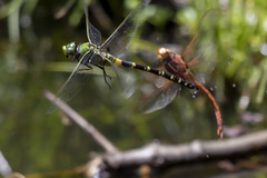 Anax tristis