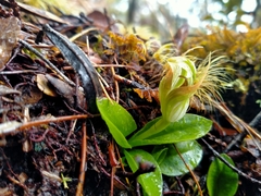 Pterostylis venosa