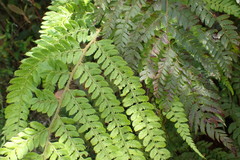 Polystichum pungens