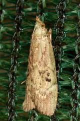 Heteromicta tripartitella