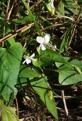 Viola lactiflora