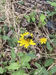 Bombus impatiens