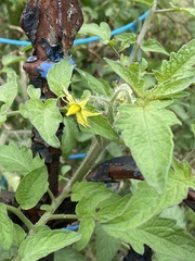 Solanum lycopersicum