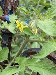 Solanum lycopersicum
