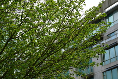 Davidia involucrata