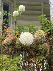 Hydrangea macrophylla