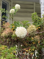 Hydrangea macrophylla