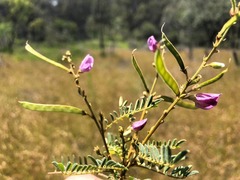 Tephrosia rufula