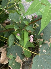 Persicaria longiseta