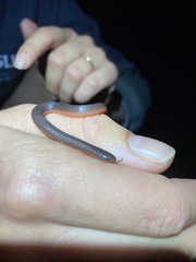 Carphophis amoenus helenae