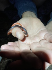 Carphophis amoenus helenae