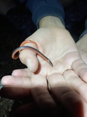 Carphophis amoenus helenae