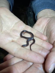 Carphophis amoenus helenae