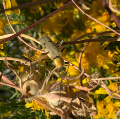 Chauliognathus misellus