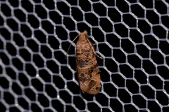 Lobesia transtrifera