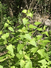 Ageratina havanensis