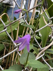 Campanula