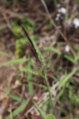Melinis minutiflora, recorded fruiting