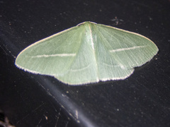 Chlorocoma stereota