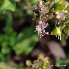Ocimum tenuiflorum