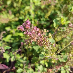 Ocimum tenuiflorum