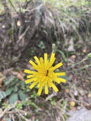 Hieracium