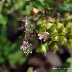 Ocimum tenuiflorum