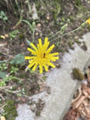 Hieracium