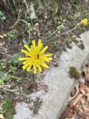 Hieracium