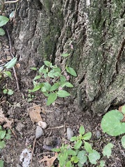 Persicaria longiseta