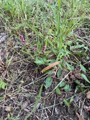 Persicaria longiseta