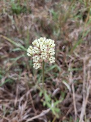 Asclepias densiflora