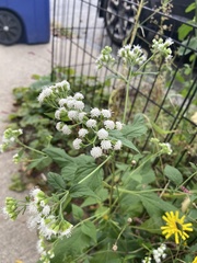 Ageratina altissima