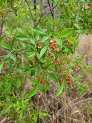 Searsia transvaalensis