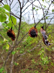 Pterocarpus rotundifolius
