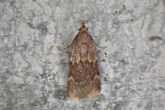 Aglossa electalis