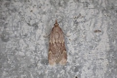 Aglossa electalis