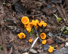 Pulvinula convexella