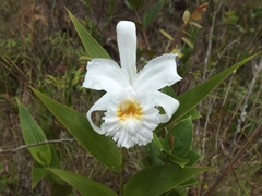Sobralia virginalis