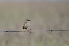 Cisticola cinnamomeus