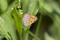 Lycaena clarki