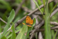 Lycaena clarki