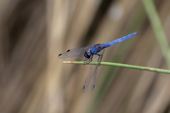 Trithemis dorsalis