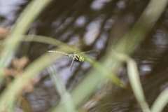 Zosteraeschna minuscula