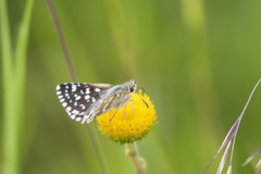 Ernsta colotes