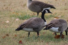 Branta canadensis moffitti