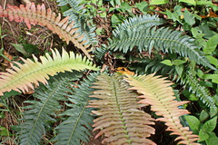 Blechnum punctulatum punctulatum