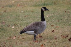 Branta canadensis moffitti